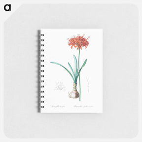 アートメモ帳-Guernsey lily illustration - ピエール ジョゼフ ルドゥーテ Memo.