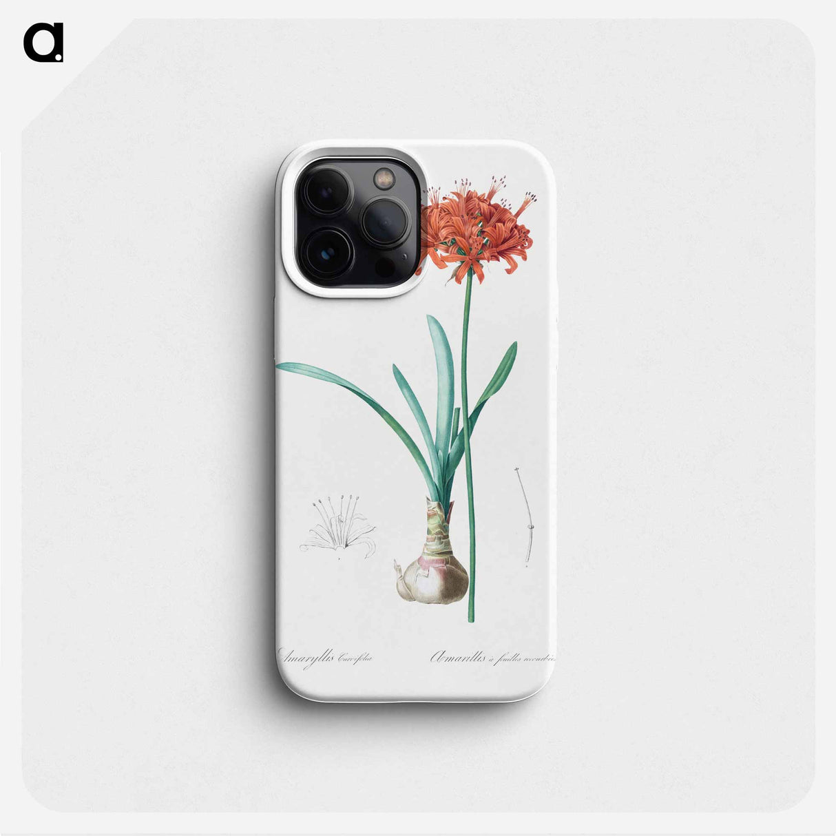 Guernsey lily illustration - Pierre Joseph Redouté Phone Case.