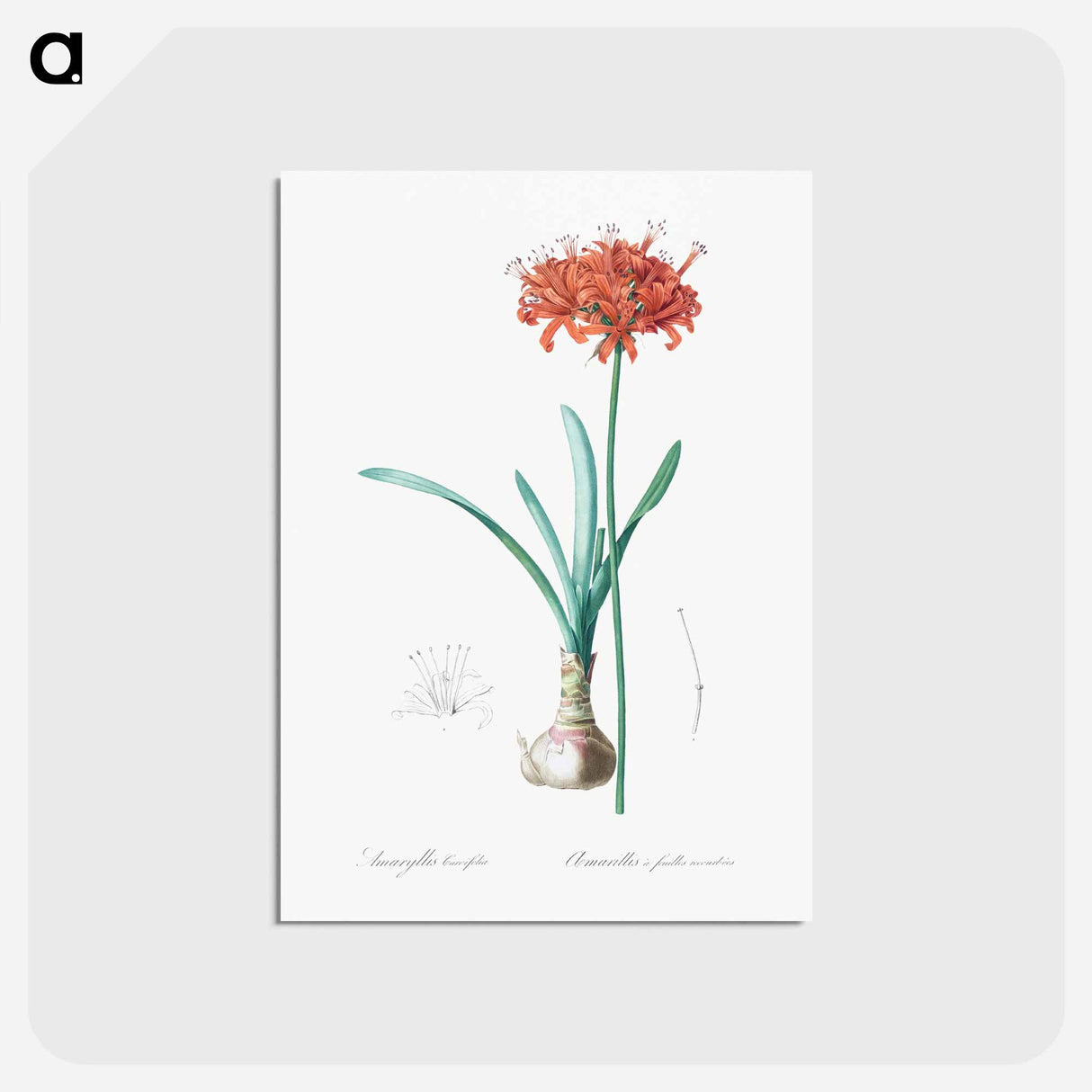 アートポストカード-Guernsey lily illustration - ピエール ジョゼフ ルドゥーテ Postcard.