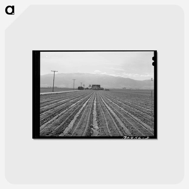アートポストカード-Young Lettuce
 - ラッセル リー Postcard.