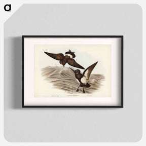 アートポスター-Black-bellied Storm Petrel
 - オーストラリアの鳥 Poster.
