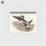 アートメモ帳-Black-bellied Storm Petrel
 - オーストラリアの鳥 Memo.