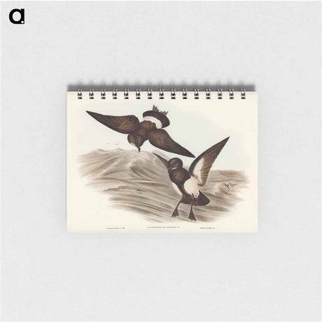 アートメモ帳-Black-bellied Storm Petrel
 - オーストラリアの鳥 Memo.