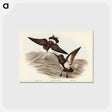 アートポストカード-Black-bellied Storm Petrel
 - オーストラリアの鳥 Postcard.