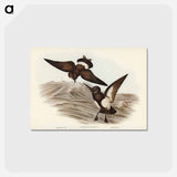 アートポストカード-Black-bellied Storm Petrel
 - オーストラリアの鳥 Postcard.