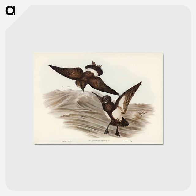 アートポストカード-Black-bellied Storm Petrel
 - オーストラリアの鳥 Postcard.