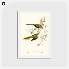 アートポストカード-Elegant Grass-Parakeet
 - ジョン グールド Postcard.