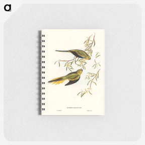 アートメモ帳-Elegant Grass-Parakeet
 - ジョン グールド Memo.