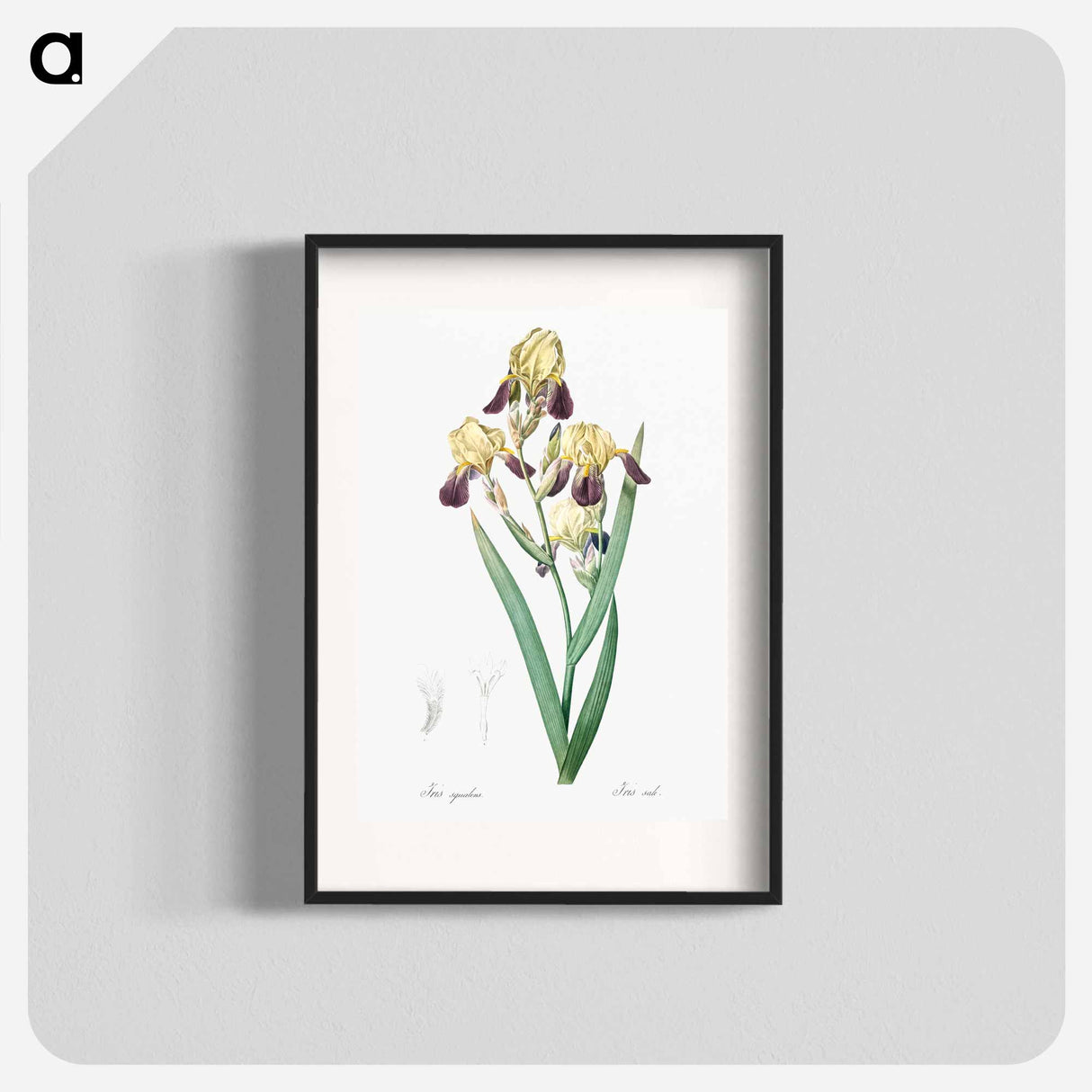 Elder scented iris illustration - Pierre Joseph Redouté Poster.
