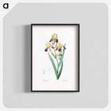 Elder scented iris illustration - Pierre Joseph Redouté Poster.