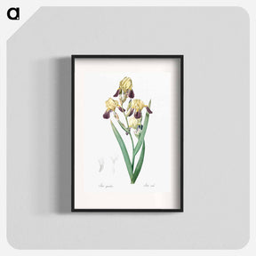 アートポスター-Elder scented iris illustration - ピエール ジョゼフ ルドゥーテ Poster.