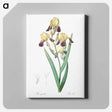 アートパネル-Elder scented iris illustration - ピエール ジョゼフ ルドゥーテ Canvas.