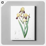 アートパネル-Elder scented iris illustration - ピエール ジョゼフ ルドゥーテ Canvas.