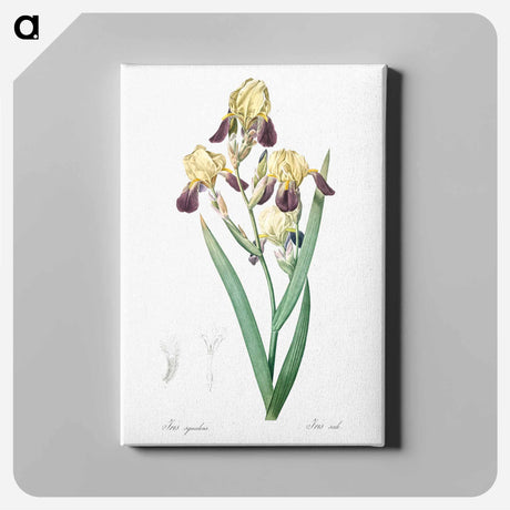 アートパネル-Elder scented iris illustration - ピエール ジョゼフ ルドゥーテ Canvas.