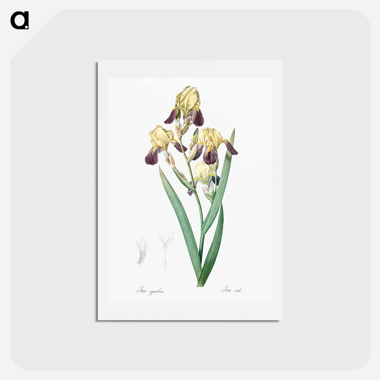 アートポストカード-Elder scented iris illustration - ピエール ジョゼフ ルドゥーテ Postcard.