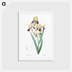 アートポストカード-Elder scented iris illustration - ピエール ジョゼフ ルドゥーテ Postcard.