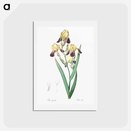 アートポストカード-Elder scented iris illustration - ピエール ジョゼフ ルドゥーテ Postcard.