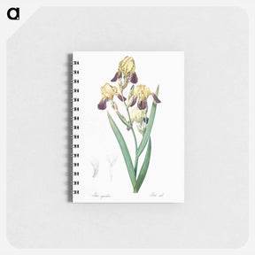 アートメモ帳-Elder scented iris illustration - ピエール ジョゼフ ルドゥーテ Memo.