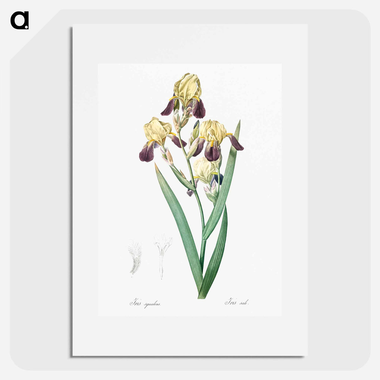 Elder scented iris illustration - ピエール ジョゼフ ルドゥーテ Poster.