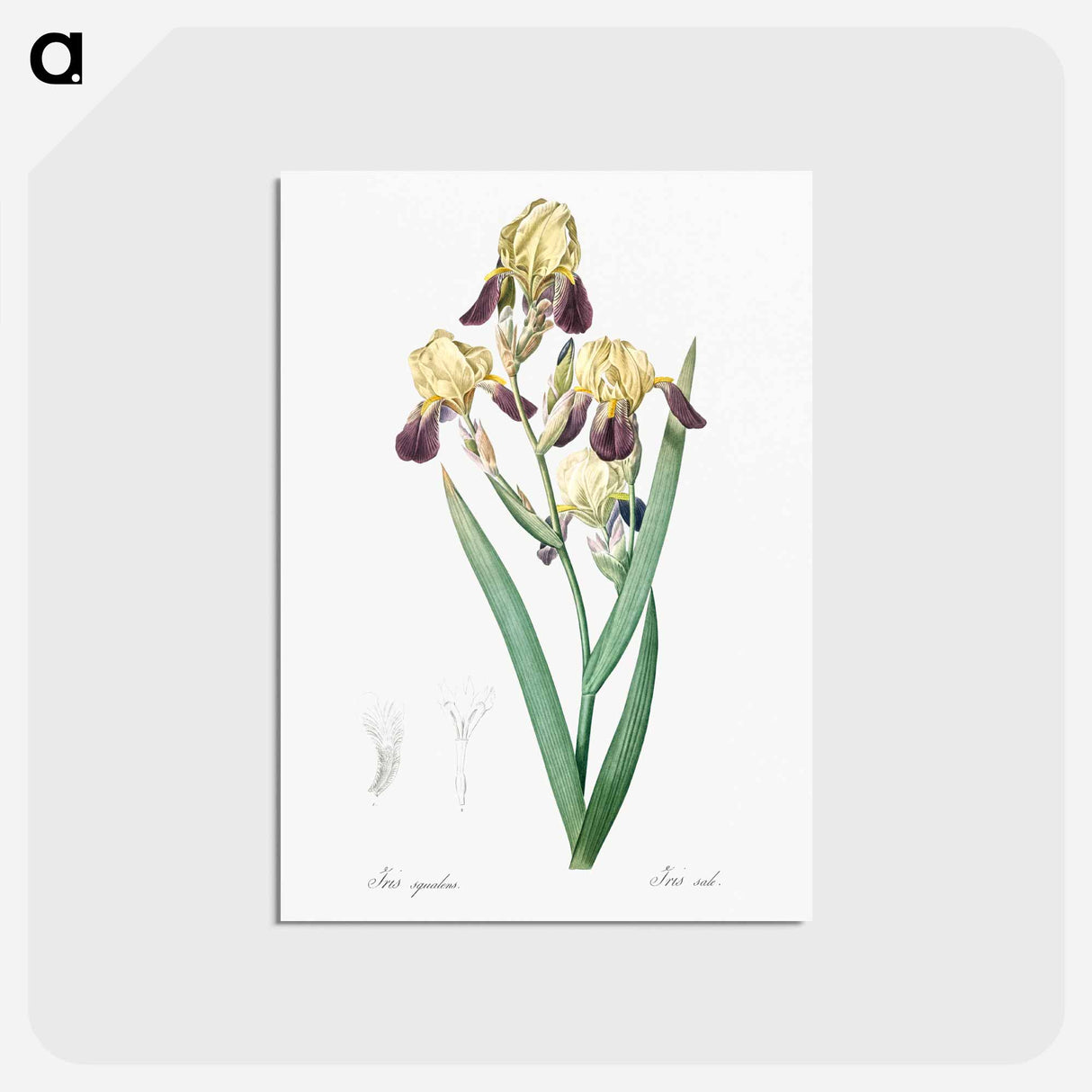 アートポストカード-Elder scented iris illustration - ピエール ジョゼフ ルドゥーテ Postcard.
