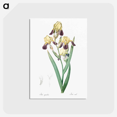 アートポストカード-Elder scented iris illustration - ピエール ジョゼフ ルドゥーテ Postcard.