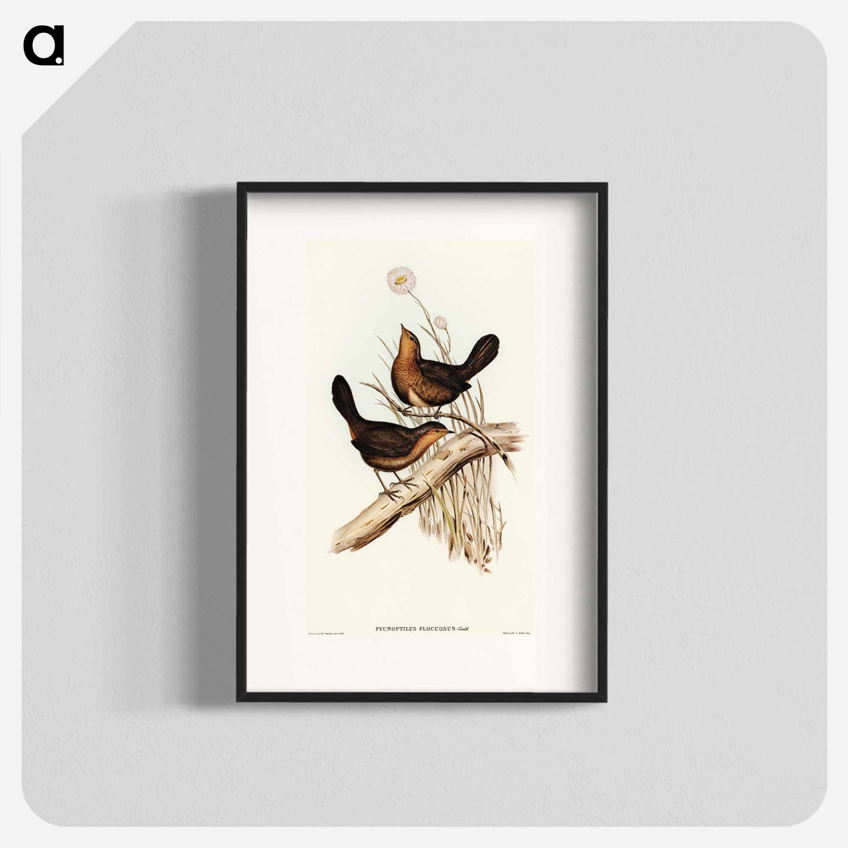 Downy Pycnoptilus
 - オーストラリアの鳥 Poster.