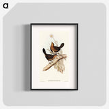 Downy Pycnoptilus
 - オーストラリアの鳥 Poster.