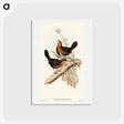 アートポストカード-Downy Pycnoptilus
 - オーストラリアの鳥 Postcard.