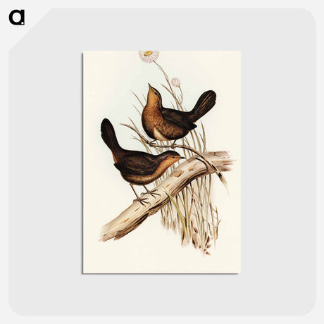 アートポストカード-Downy Pycnoptilus
 - オーストラリアの鳥 Postcard.