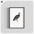 アートポスター-King Vulture, Honduras
 - 大英図書館 Poster.