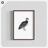 アートポスター-King Vulture, Honduras
 - 大英図書館 Poster.