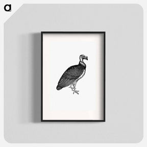 アートポスター-King Vulture, Honduras
 - 大英図書館 Poster.