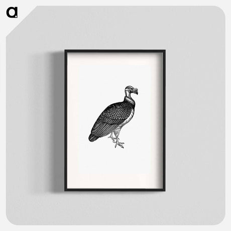 アートポスター-King Vulture, Honduras
 - 大英図書館 Poster.