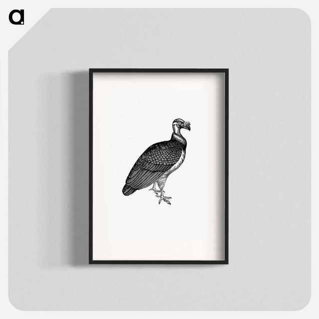 アートポスター-King Vulture, Honduras
 - 大英図書館 Poster.
