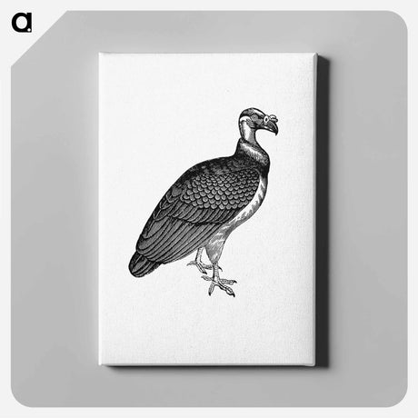 アートパネル-King Vulture, Honduras
 - 大英図書館 Canvas.