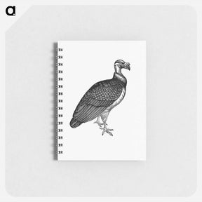 アートメモ帳-King Vulture, Honduras
 - 大英図書館 Memo.