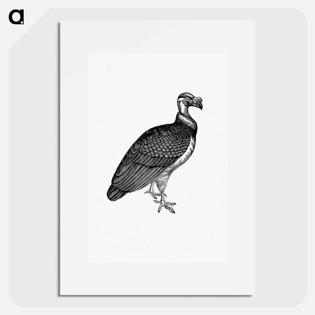 アートポスター-King Vulture, Honduras
 - 大英図書館 Poster.