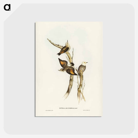 アートポストカード-White-headed Sittella
 - ジョン グールド Postcard.