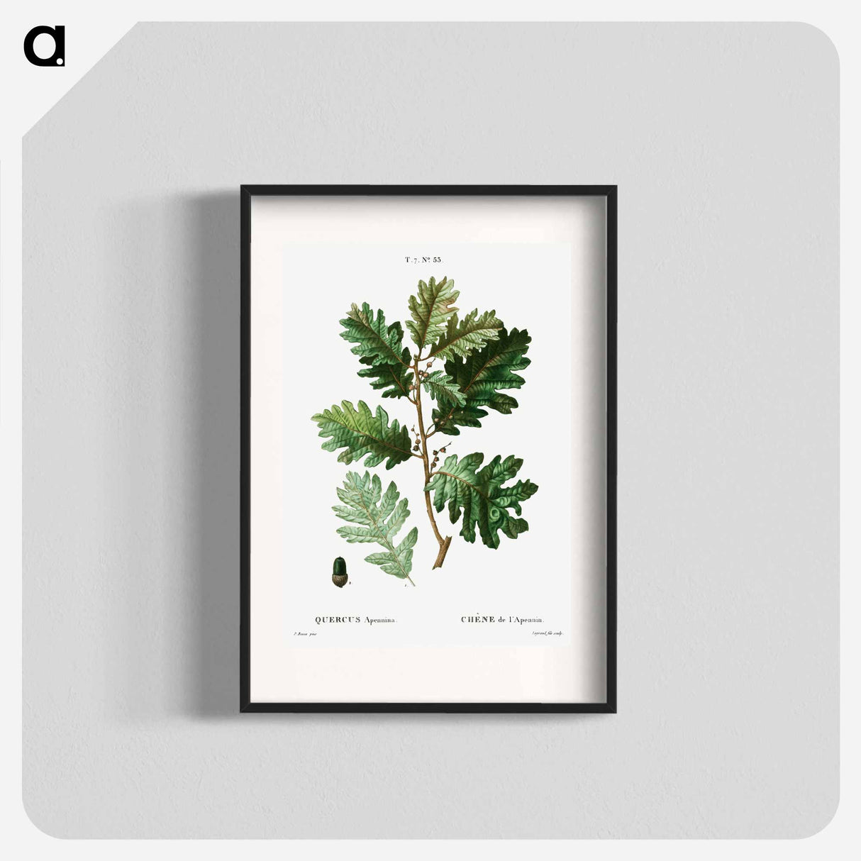 Hungarian oak - Pierre Joseph Redouté Poster.
