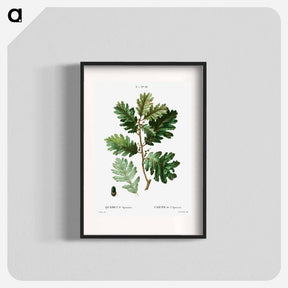 アートポスター-Hungarian oak - ピエール ジョゼフ ルドゥーテ Poster.