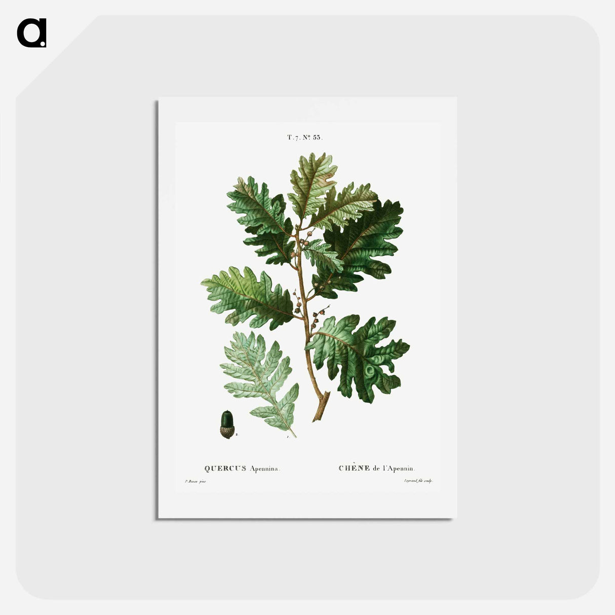 アートポストカード-Hungarian oak - ピエール ジョゼフ ルドゥーテ Postcard.