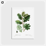 アートポストカード-Hungarian oak - ピエール ジョゼフ ルドゥーテ Postcard.