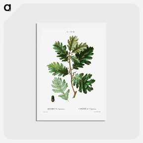 アートポストカード-Hungarian oak - ピエール ジョゼフ ルドゥーテ Postcard.
