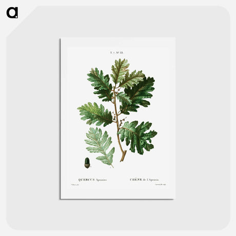 アートポストカード-Hungarian oak - ピエール ジョゼフ ルドゥーテ Postcard.