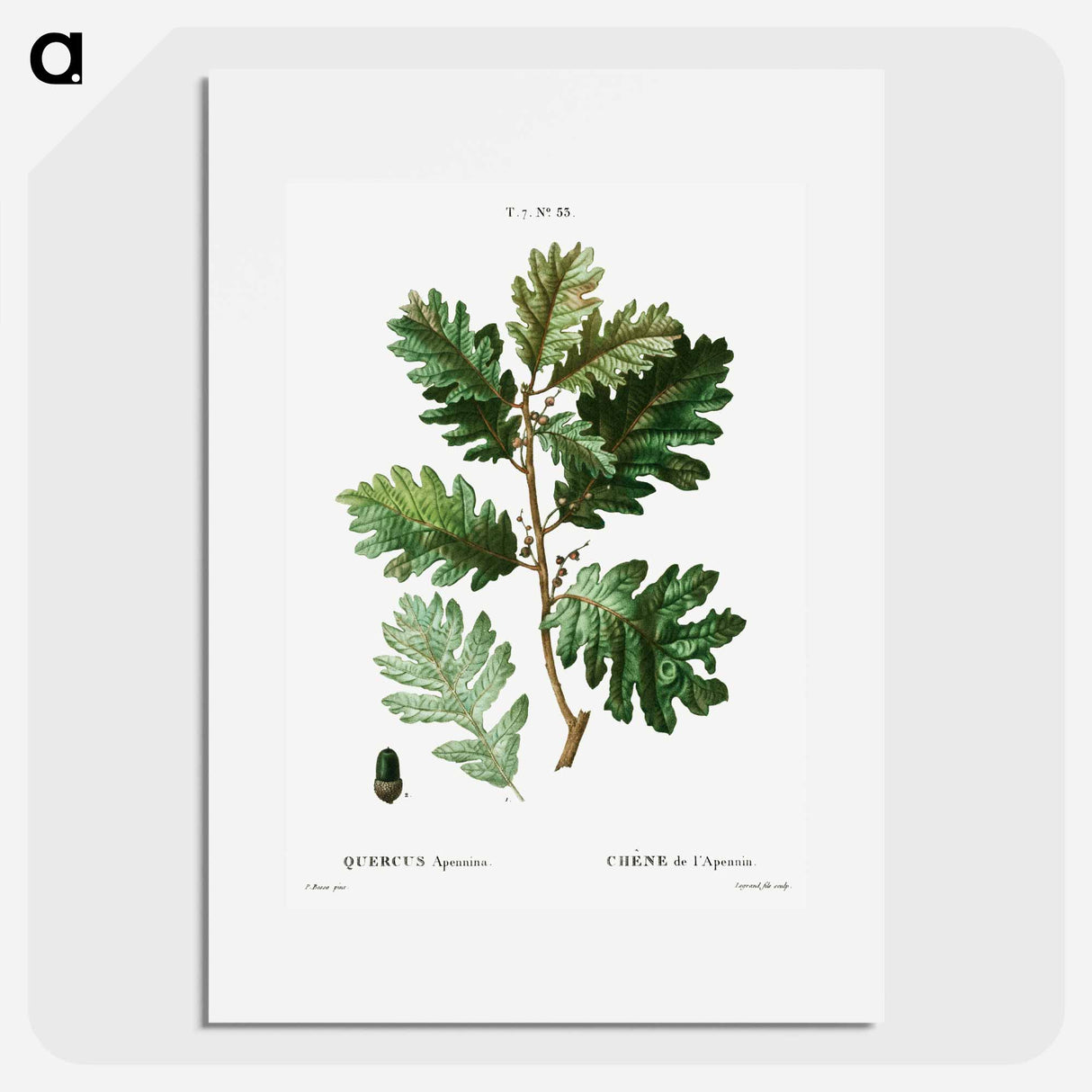 Hungarian oak - Pierre Joseph Redouté Poster.