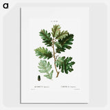 Hungarian oak - Pierre Joseph Redouté Poster.