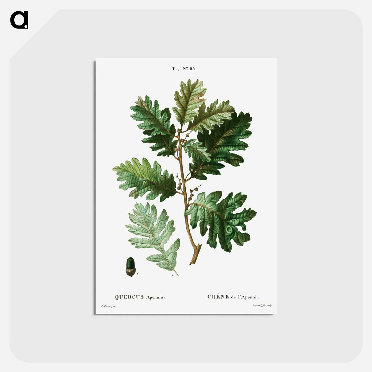 アートポストカード-Hungarian oak - ピエール ジョゼフ ルドゥーテ Postcard.