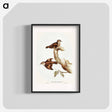 アートポスター-Brown Tree-Creeper
 - オーストラリアの鳥 Poster.