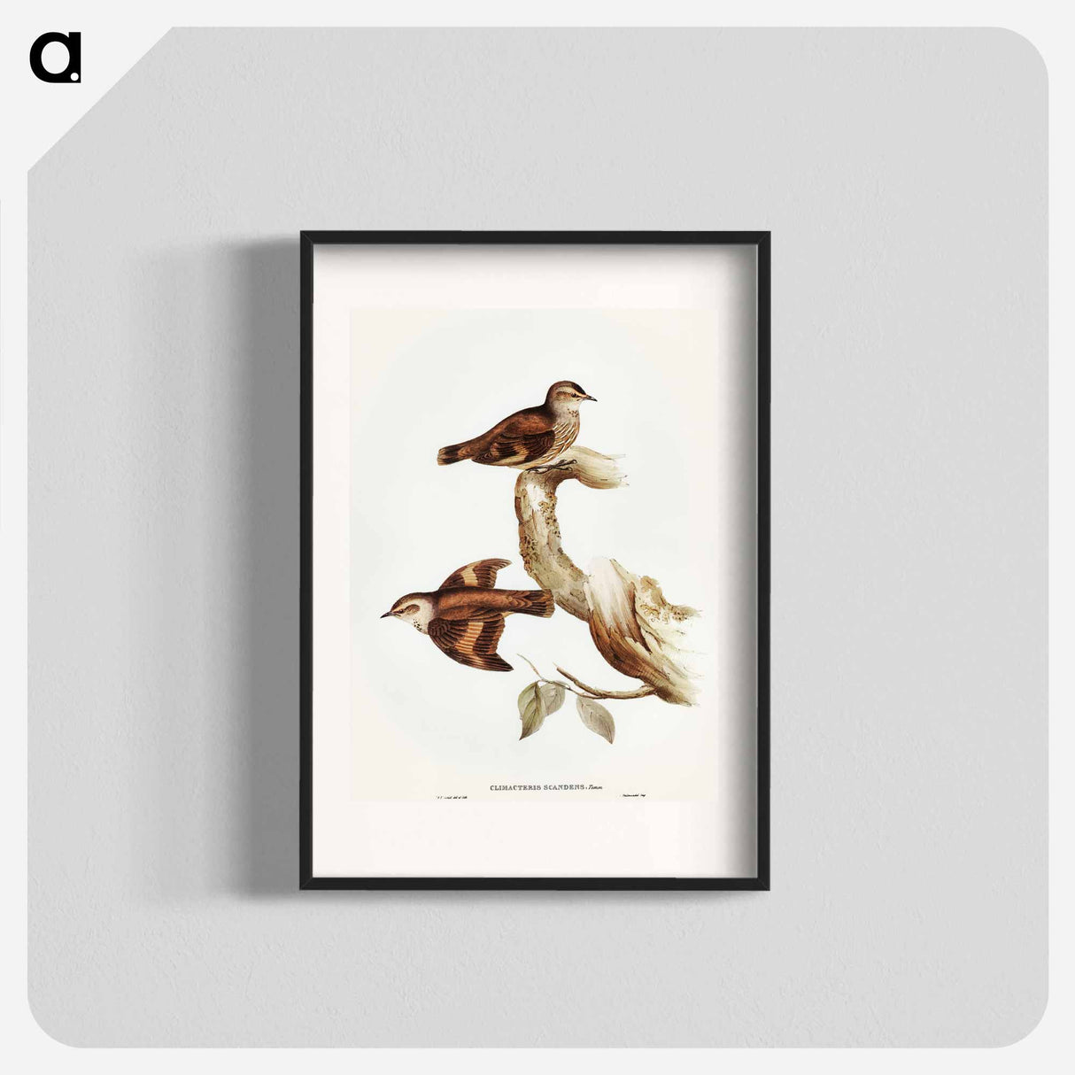アートポスター-Brown Tree-Creeper
 - オーストラリアの鳥 Poster.