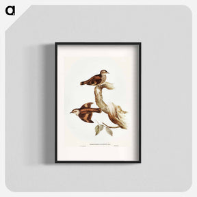 アートポスター-Brown Tree-Creeper
 - オーストラリアの鳥 Poster.